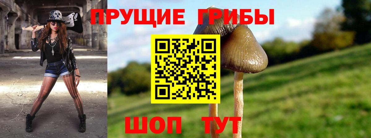 Галлюциногенные грибы Psilocybine cubensis Кудрово